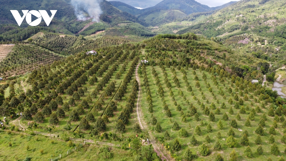Nông dân miền núi Khánh Hòa thu trung bình 1 tỷ đồng/ha sầu riêng, nhà nào cũng giàu lên trông thấy, trả được nợ - Ảnh 3. Nông dân miền núi Khánh Hòa thu trung bình 1 tỷ đồng/ha sầu riêng, nhà nào cũng giàu lên trông thấy, trả được nợ - Ảnh 3.