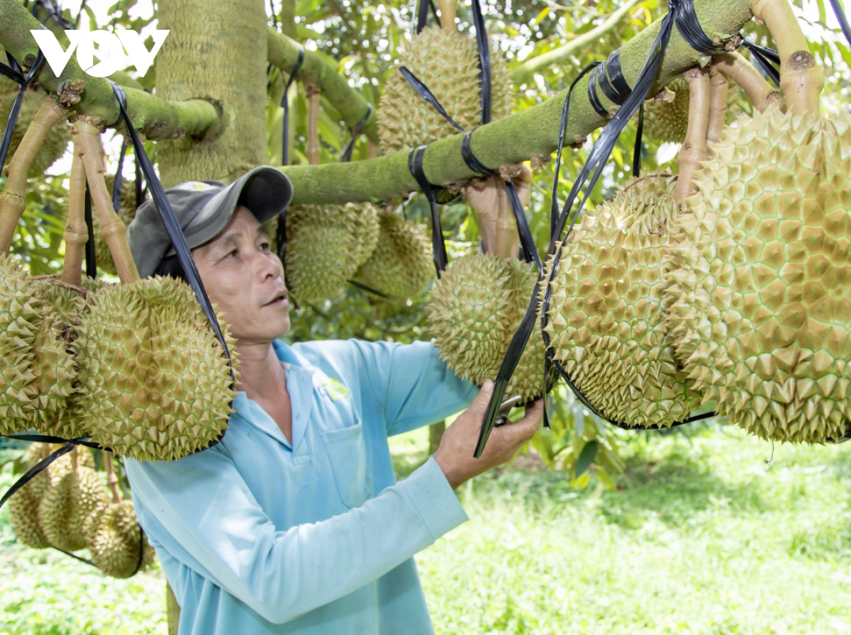 Nông dân miền núi Khánh Hòa thu trung bình 1 tỷ đồng/ha sầu riêng, nhà nào cũng giàu lên trông thấy, trả được nợ - Ảnh 1. Nông dân miền núi Khánh Hòa thu trung bình 1 tỷ đồng/ha sầu riêng, nhà nào cũng giàu lên trông thấy, trả được nợ - Ảnh 1.