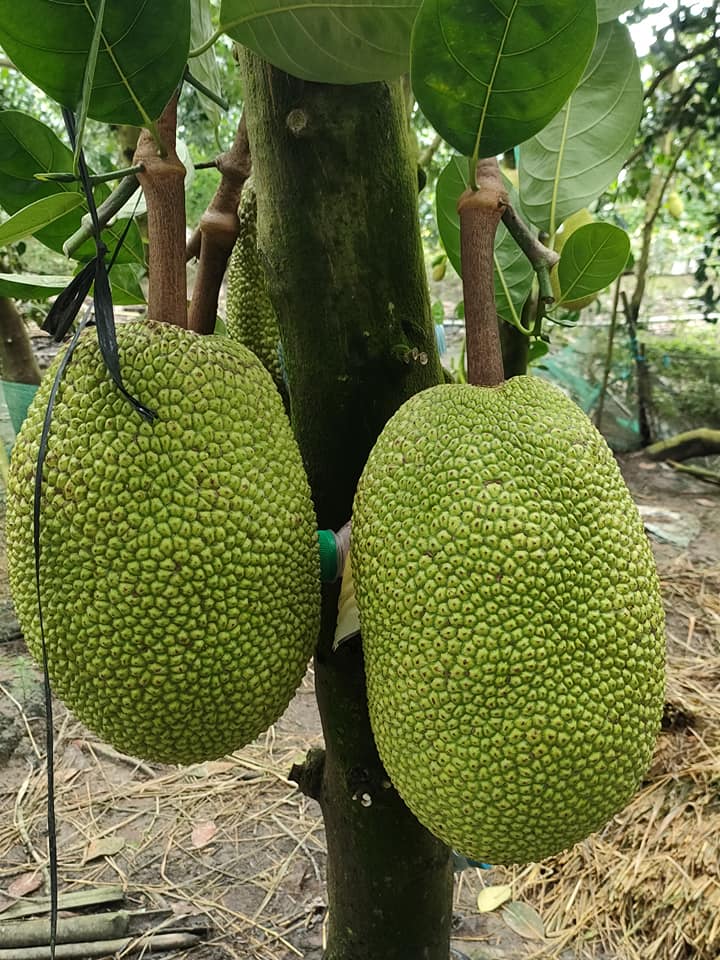 Giá mít Thái hôm nay 18/9: Đang trên đà giảm, nguyên nhân do đâu? - Ảnh 1.