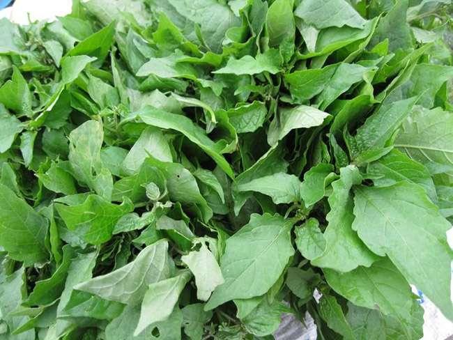 Người thành phố lùng mua một đặc sản nổi tiếng của Mộc Châu, hóa ra là loại rau dại mọc đầy bờ ruộng này - Ảnh 6. Người thành phố lùng mua một đặc sản nổi tiếng của Mộc Châu, hóa ra là loại rau dại mọc đầy bờ ruộng này - Ảnh 6.