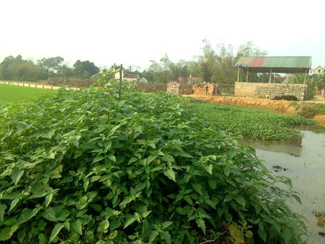 Người thành phố lùng mua một đặc sản nổi tiếng của Mộc Châu, hóa ra là loại rau dại mọc đầy bờ ruộng này - Ảnh 8. Người thành phố lùng mua một đặc sản nổi tiếng của Mộc Châu, hóa ra là loại rau dại mọc đầy bờ ruộng này - Ảnh 8.
