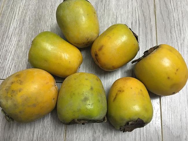 Loại cây trồng làm bóng mát hàng trăm năm trước, giờ hái quả bán thu về hàng trăm triệu mỗi năm - Ảnh 6. Loại cây trồng làm bóng mát hàng trăm năm trước, giờ hái quả bán thu về hàng trăm triệu mỗi năm - Ảnh 6.