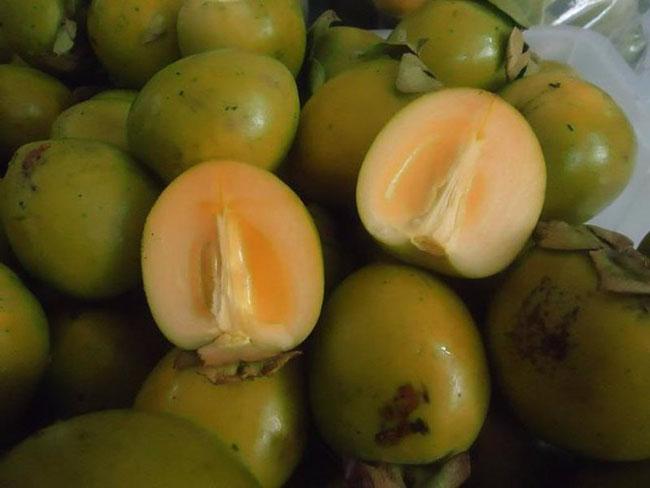 Loại cây trồng làm bóng mát hàng trăm năm trước, giờ hái quả bán thu về hàng trăm triệu mỗi năm - Ảnh 1. Loại cây trồng làm bóng mát hàng trăm năm trước, giờ hái quả bán thu về hàng trăm triệu mỗi năm - Ảnh 1.