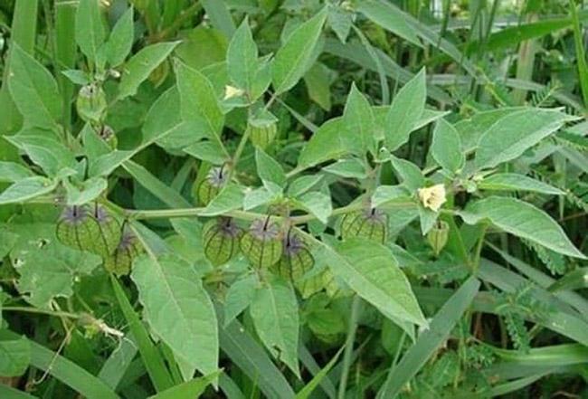 Người thành phố lùng mua một đặc sản nổi tiếng của Mộc Châu, hóa ra là loại rau dại mọc đầy bờ ruộng này - Ảnh 3. Người thành phố lùng mua một đặc sản nổi tiếng của Mộc Châu, hóa ra là loại rau dại mọc đầy bờ ruộng này - Ảnh 3.