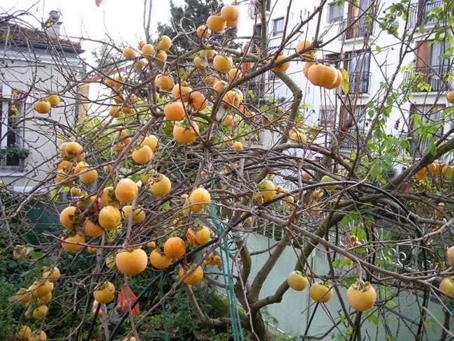 Loại cây trồng làm bóng mát hàng trăm năm trước, giờ hái quả bán thu về hàng trăm triệu mỗi năm - Ảnh 10. Loại cây trồng làm bóng mát hàng trăm năm trước, giờ hái quả bán thu về hàng trăm triệu mỗi năm - Ảnh 10.