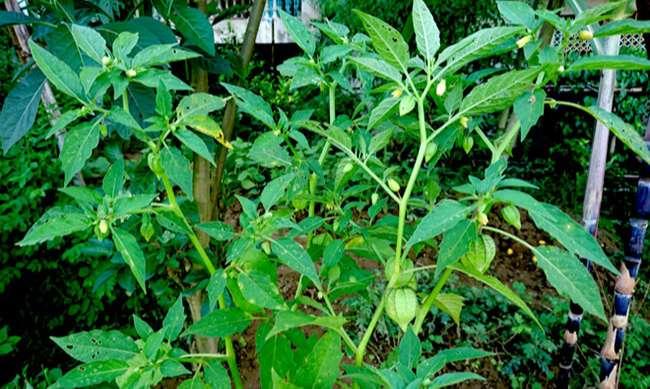 Người thành phố lùng mua một đặc sản nổi tiếng của Mộc Châu, hóa ra là loại rau dại mọc đầy bờ ruộng này - Ảnh 4. Người thành phố lùng mua một đặc sản nổi tiếng của Mộc Châu, hóa ra là loại rau dại mọc đầy bờ ruộng này - Ảnh 4.