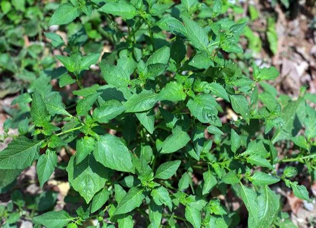 Người thành phố lùng mua một đặc sản nổi tiếng của Mộc Châu, hóa ra là loại rau dại mọc đầy bờ ruộng này - Ảnh 1. Người thành phố lùng mua một đặc sản nổi tiếng của Mộc Châu, hóa ra là loại rau dại mọc đầy bờ ruộng này - Ảnh 1.