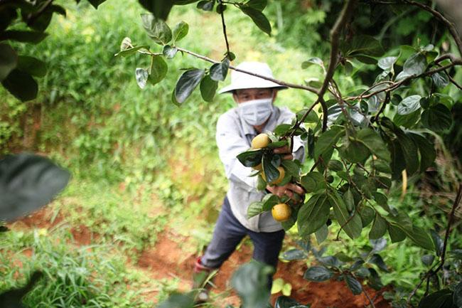 Loại cây trồng làm bóng mát hàng trăm năm trước, giờ hái quả bán thu về hàng trăm triệu mỗi năm - Ảnh 12. Loại cây trồng làm bóng mát hàng trăm năm trước, giờ hái quả bán thu về hàng trăm triệu mỗi năm - Ảnh 12.