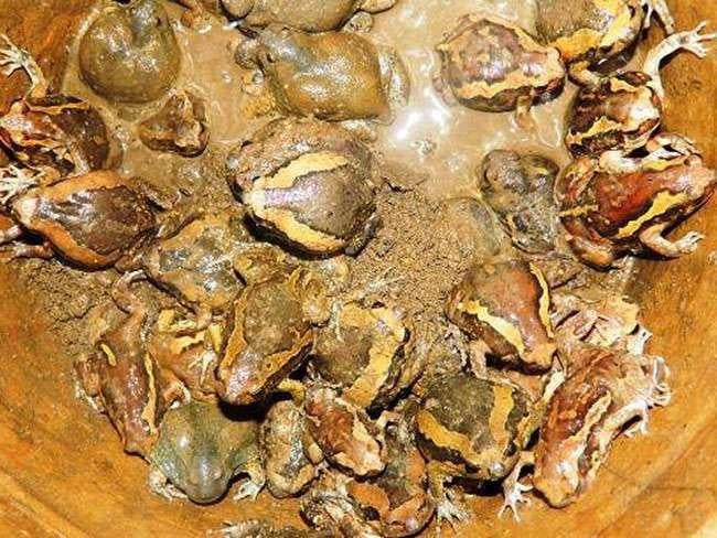 Món đặc sản kinh dị ngay từ lần đầu tiên nhìn thấy nhưng ăn tuyệt ngon, giá 200.000 đồng/kg - Ảnh 2. Món đặc sản kinh dị ngay từ lần đầu tiên nhìn thấy nhưng ăn tuyệt ngon, giá 200.000 đồng/kg - Ảnh 2.