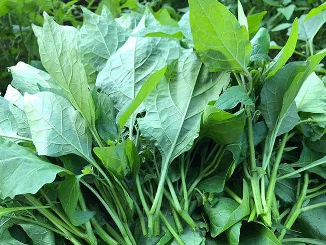 Người thành phố lùng mua một đặc sản nổi tiếng của Mộc Châu, hóa ra là loại rau dại mọc đầy bờ ruộng này - Ảnh 7. Người thành phố lùng mua một đặc sản nổi tiếng của Mộc Châu, hóa ra là loại rau dại mọc đầy bờ ruộng này - Ảnh 7.