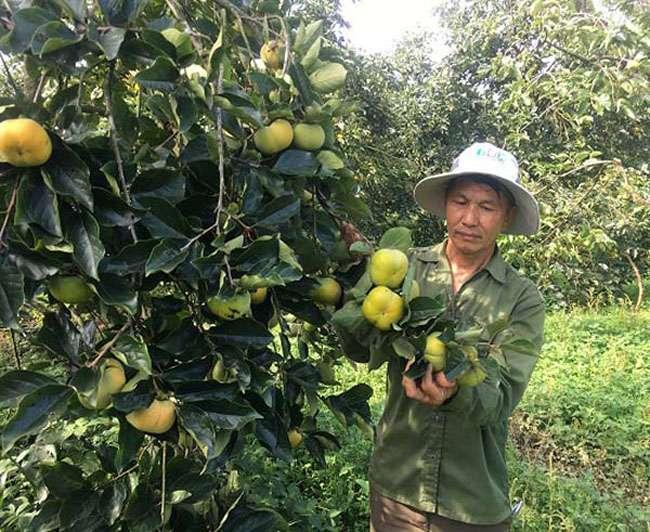 Loại cây trồng làm bóng mát hàng trăm năm trước, giờ hái quả bán thu về hàng trăm triệu mỗi năm - Ảnh 11. Loại cây trồng làm bóng mát hàng trăm năm trước, giờ hái quả bán thu về hàng trăm triệu mỗi năm - Ảnh 11.