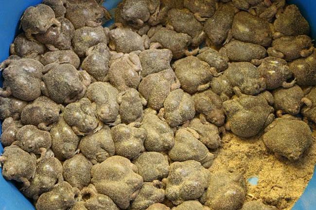 Món đặc sản kinh dị ngay từ lần đầu tiên nhìn thấy nhưng ăn tuyệt ngon, giá 200.000 đồng/kg - Ảnh 3. Món đặc sản kinh dị ngay từ lần đầu tiên nhìn thấy nhưng ăn tuyệt ngon, giá 200.000 đồng/kg - Ảnh 3.