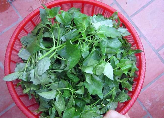 Người thành phố lùng mua một đặc sản nổi tiếng của Mộc Châu, hóa ra là loại rau dại mọc đầy bờ ruộng này - Ảnh 2. Người thành phố lùng mua một đặc sản nổi tiếng của Mộc Châu, hóa ra là loại rau dại mọc đầy bờ ruộng này - Ảnh 2.