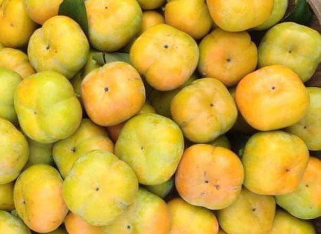 Loại cây trồng làm bóng mát hàng trăm năm trước, giờ hái quả bán thu về hàng trăm triệu mỗi năm - Ảnh 4. Loại cây trồng làm bóng mát hàng trăm năm trước, giờ hái quả bán thu về hàng trăm triệu mỗi năm - Ảnh 4.