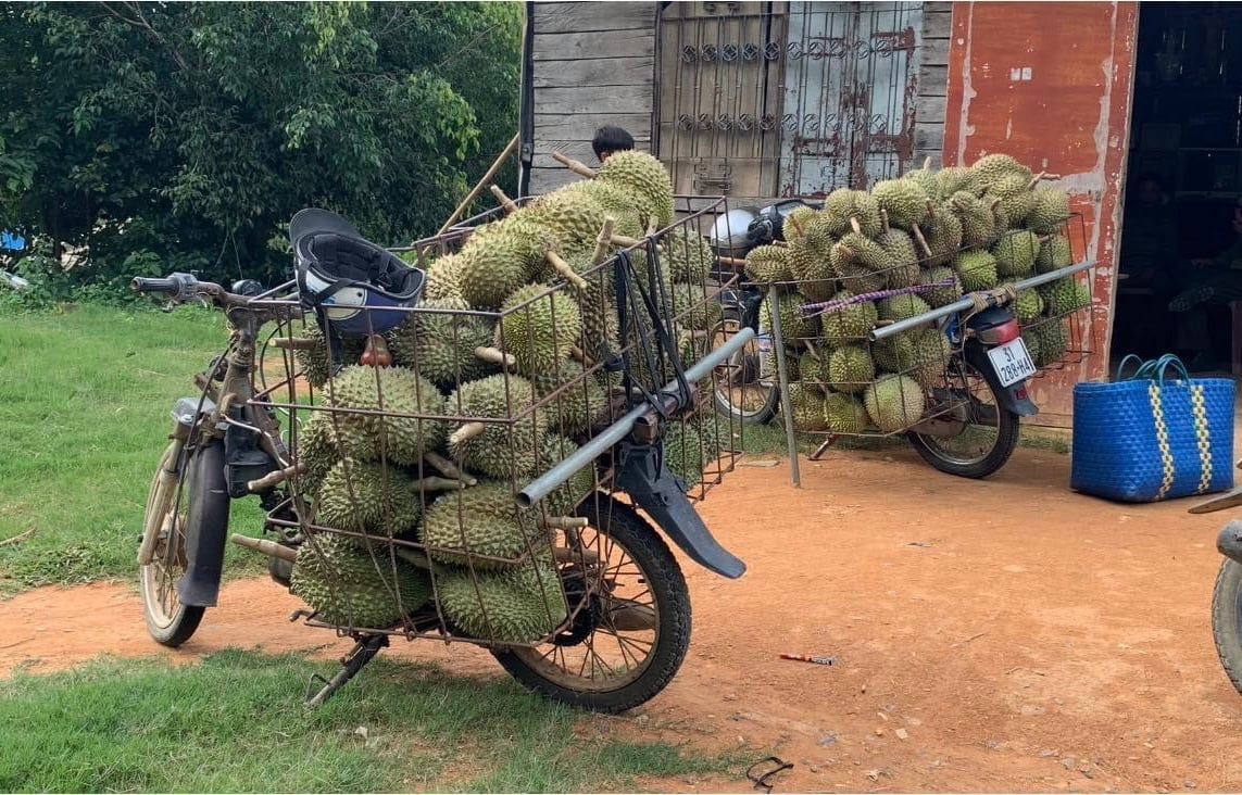 Cả xã ở Bình Thuận trồng hơn 1.000 ha sầu riêng, giá sầu riêng cao kỷ lục, dân thu tiền tỷ - Ảnh 2.