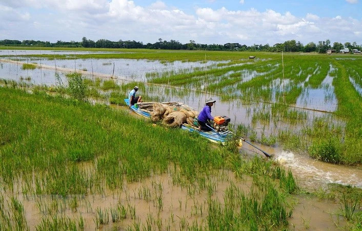 Miền Tây lo mất mùa nước nổi, thượng nguồn Đồng Tháp nước tràn đồng rồi sao dân bắt được ít cá? - Ảnh 1.