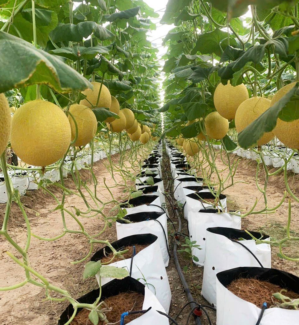 Nông thôn mới Bắc Giang: Hiệp Hòa hướng tới xây dựng nông thôn mới thông minh - Ảnh 2.