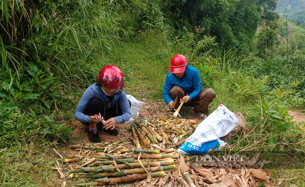 Phụ nữ vùng cao Nghệ An hái loại lộc rừng ăn ngon miệng, về xuôi nhà nào cũng tranh nhau mua - Ảnh 2.