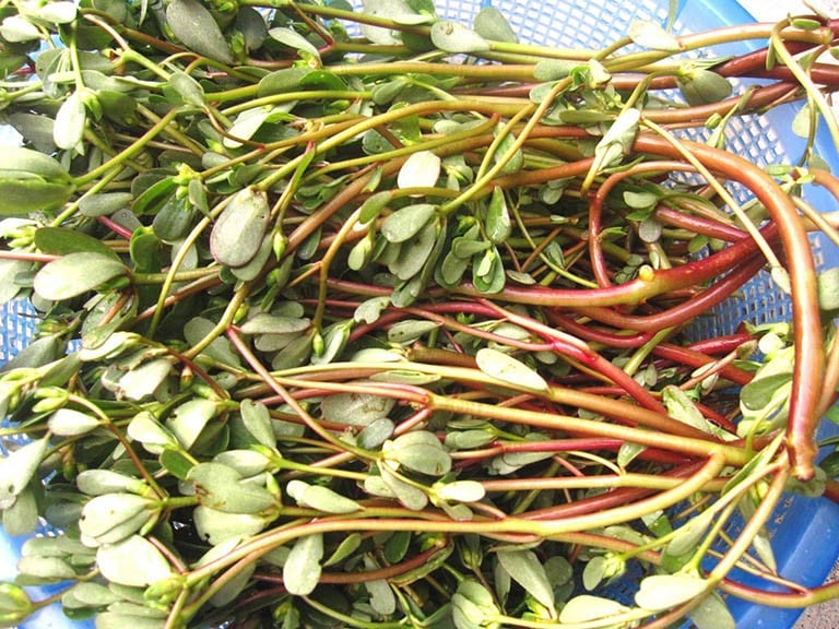 Loại cây được gọi là rau trường thọ, người Mỹ, Trung Quốc đều lùng ăn, người Việt lại nhổ bỏ không thương tiếc - Ảnh 1.