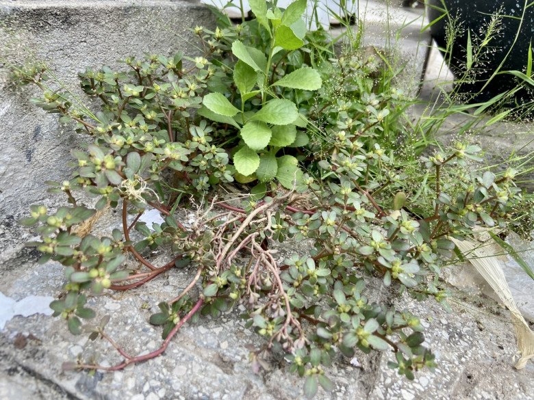 Loại cây được gọi là rau trường thọ, người Mỹ, Trung Quốc đều lùng ăn, người Việt lại nhổ bỏ không thương tiếc - Ảnh 3.