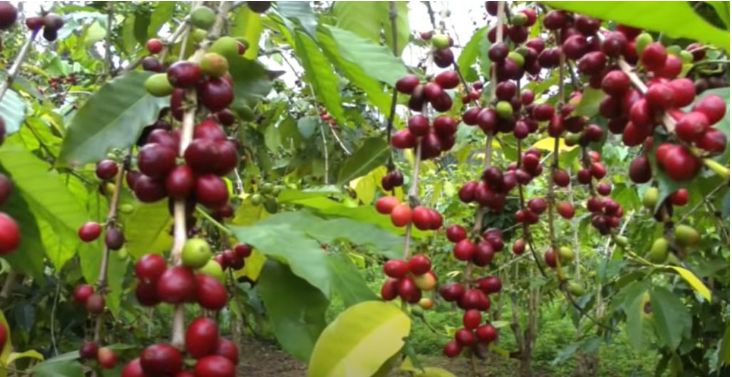 Giá cà phê 2/9: Sắc đỏ bao trùm sàn cà phê cuối tuần - Ảnh 4.