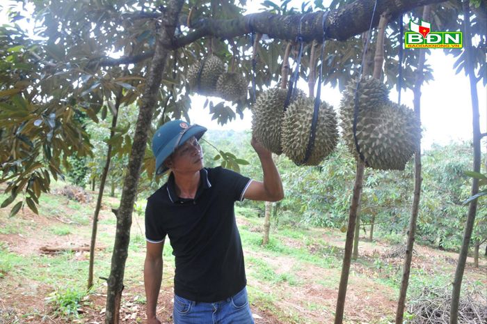 Trồng sầu riêng bội thu, nông dân nhà nào cũng thu tiền tỷ, trả được nợ nhưng cái cần nhất thì lại thiếu - Ảnh 1.