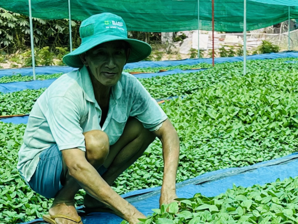 Cây từng mọc dại nay thu bộn tiền, dân trồng 3 tháng là thu hoạch, bán thành đặc sản khắp nơi - Ảnh 4. Cây từng mọc dại nay thu bộn tiền, dân trồng 3 tháng là thu hoạch, bán thành đặc sản khắp nơi - Ảnh 4.