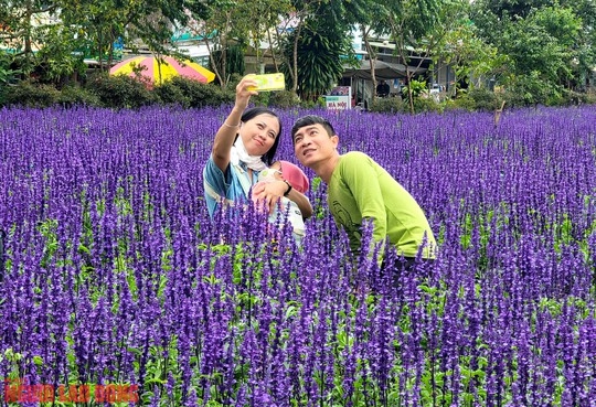Cánh đồng hoa nữ hoàng xanh đẹp lung linh, phục vụ miễn phí giữa lòng Đà Lạt - Ảnh 13.