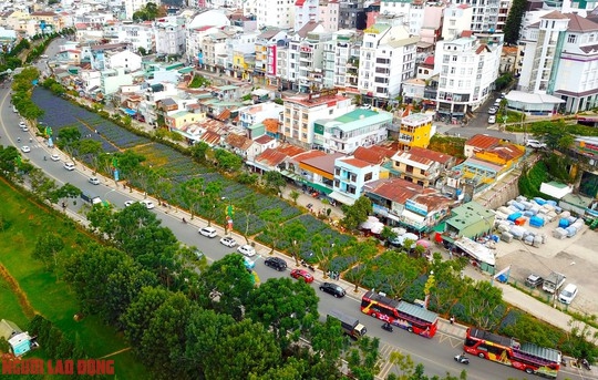 Cánh đồng hoa nữ hoàng xanh đẹp lung linh, phục vụ miễn phí giữa lòng Đà Lạt - Ảnh 2.