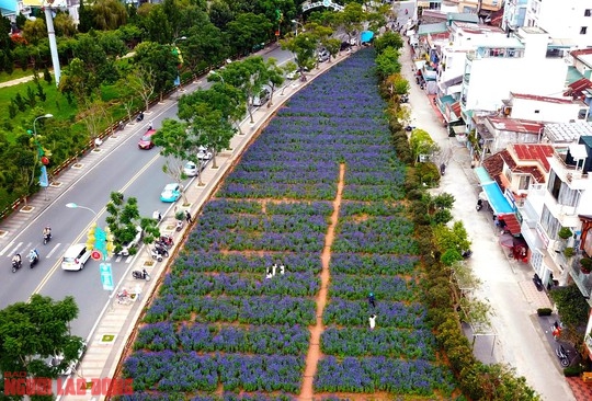 Cánh đồng hoa nữ hoàng xanh đẹp lung linh, phục vụ miễn phí giữa lòng Đà Lạt - Ảnh 3.
