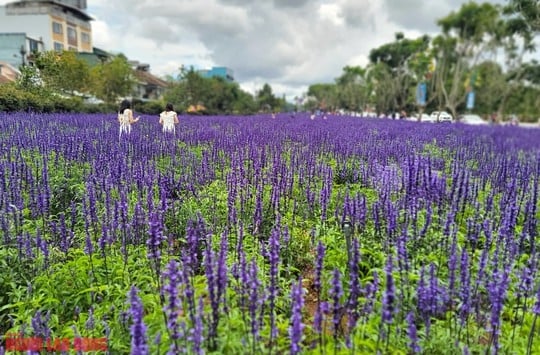 Cánh đồng hoa nữ hoàng xanh đẹp lung linh, phục vụ miễn phí giữa lòng Đà Lạt - Ảnh 5.