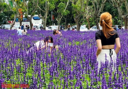 Cánh đồng hoa nữ hoàng xanh đẹp lung linh, phục vụ miễn phí giữa lòng Đà Lạt - Ảnh 7.