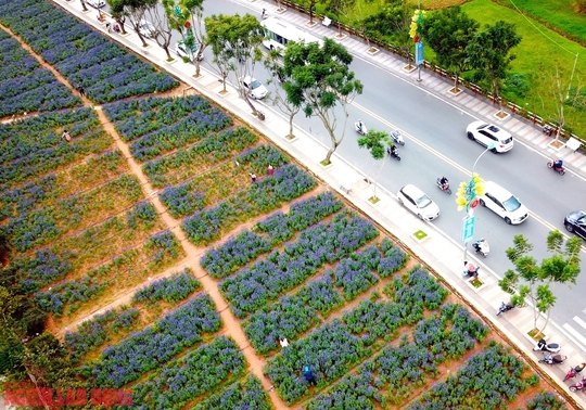 Cánh đồng hoa nữ hoàng xanh đẹp lung linh, phục vụ miễn phí giữa lòng Đà Lạt - Ảnh 14.
