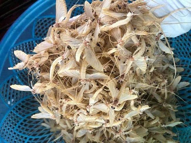 Một thứ đặc sản “kỳ lạ”, chỉ ngoi lên mặt nước vào sáng sớm mà vạn người mê, giá tới 500.000 đồng/kg - Ảnh 4. Một thứ đặc sản “kỳ lạ”, chỉ ngoi lên mặt nước vào sáng sớm mà vạn người mê, giá tới 500.000 đồng/kg - Ảnh 4.