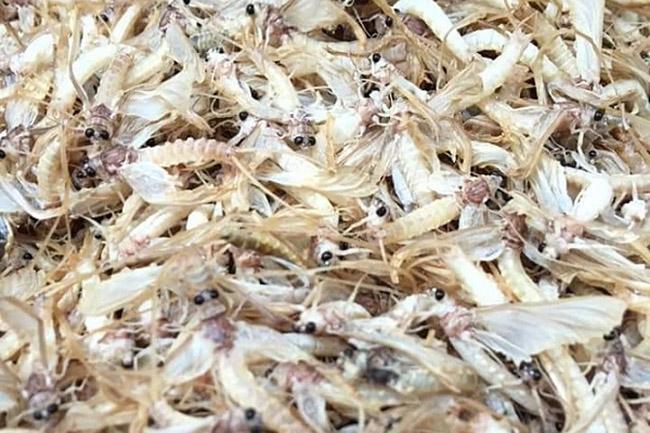 Một thứ đặc sản “kỳ lạ”, chỉ ngoi lên mặt nước vào sáng sớm mà vạn người mê, giá tới 500.000 đồng/kg - Ảnh 5. Một thứ đặc sản “kỳ lạ”, chỉ ngoi lên mặt nước vào sáng sớm mà vạn người mê, giá tới 500.000 đồng/kg - Ảnh 5.