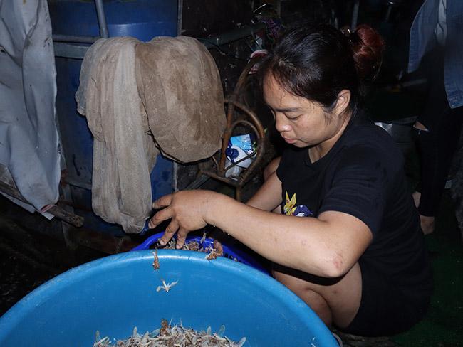 Một thứ đặc sản “kỳ lạ”, chỉ ngoi lên mặt nước vào sáng sớm mà vạn người mê, giá tới 500.000 đồng/kg - Ảnh 6. Một thứ đặc sản “kỳ lạ”, chỉ ngoi lên mặt nước vào sáng sớm mà vạn người mê, giá tới 500.000 đồng/kg - Ảnh 6.