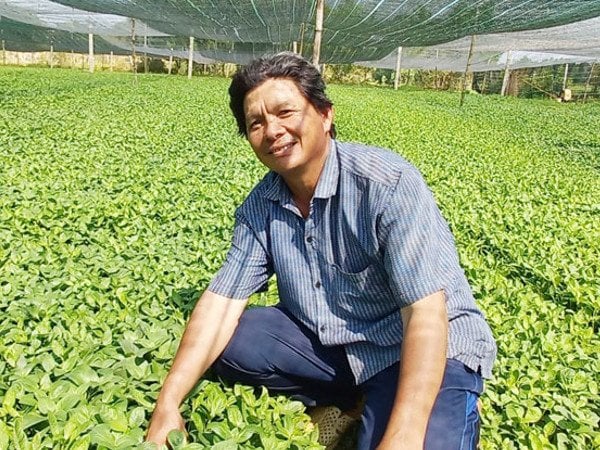 Cây từng mọc dại nay thu bộn tiền, dân trồng 3 tháng là thu hoạch, bán thành đặc sản khắp nơi - Ảnh 3. Cây từng mọc dại nay thu bộn tiền, dân trồng 3 tháng là thu hoạch, bán thành đặc sản khắp nơi - Ảnh 3.