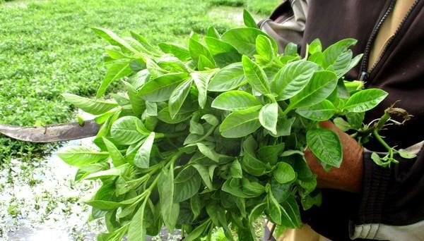 Cây từng mọc dại nay thu bộn tiền, dân trồng 3 tháng là thu hoạch, bán thành đặc sản khắp nơi - Ảnh 2. Cây từng mọc dại nay thu bộn tiền, dân trồng 3 tháng là thu hoạch, bán thành đặc sản khắp nơi - Ảnh 2.