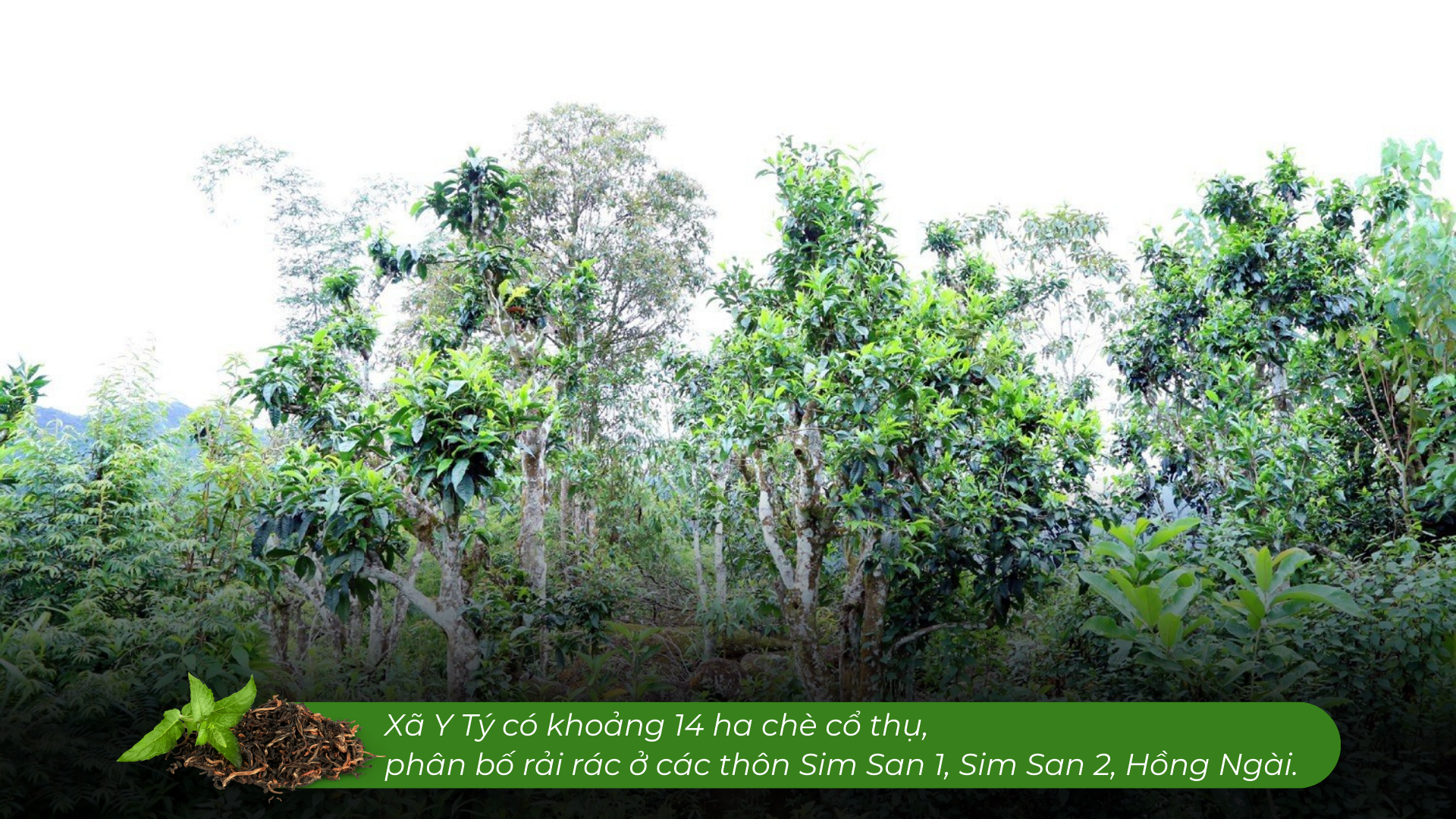 Lào Cai có một 'kho vàng xanh', mùi thơm như mật ong, hễ bán là hết sạch, giá 1,5 triệu đồng/kg - Ảnh 2. Lào Cai có một 'kho vàng xanh', mùi thơm như mật ong, hễ bán là hết sạch, giá 1,5 triệu đồng/kg - Ảnh 2.