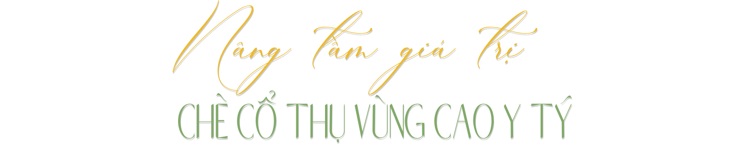 Lào Cai có một 'kho vàng xanh', mùi thơm như mật ong, hễ bán là hết sạch, giá 1,5 triệu đồng/kg - Ảnh 7. Lào Cai có một 'kho vàng xanh', mùi thơm như mật ong, hễ bán là hết sạch, giá 1,5 triệu đồng/kg - Ảnh 7.