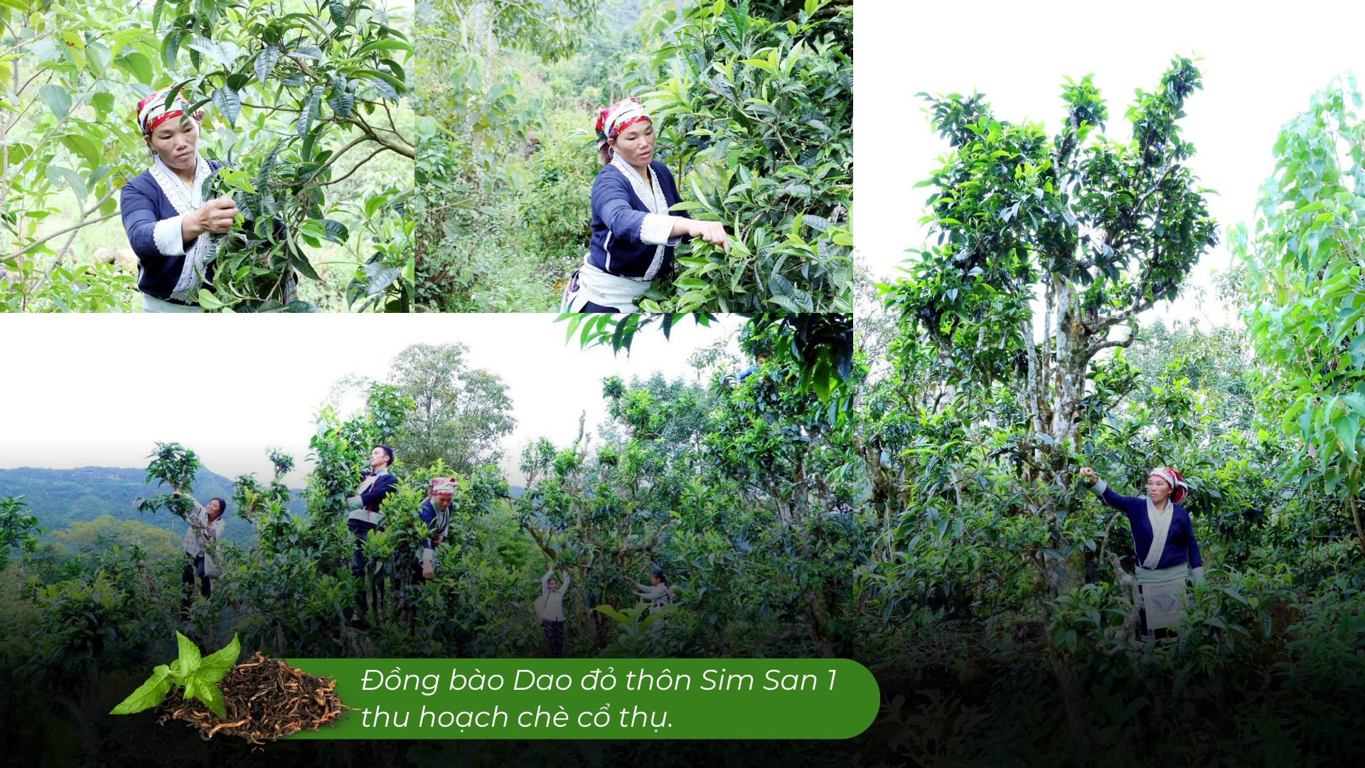Lào Cai có một 'kho vàng xanh', mùi thơm như mật ong, hễ bán là hết sạch, giá 1,5 triệu đồng/kg - Ảnh 3. Lào Cai có một 'kho vàng xanh', mùi thơm như mật ong, hễ bán là hết sạch, giá 1,5 triệu đồng/kg - Ảnh 3.