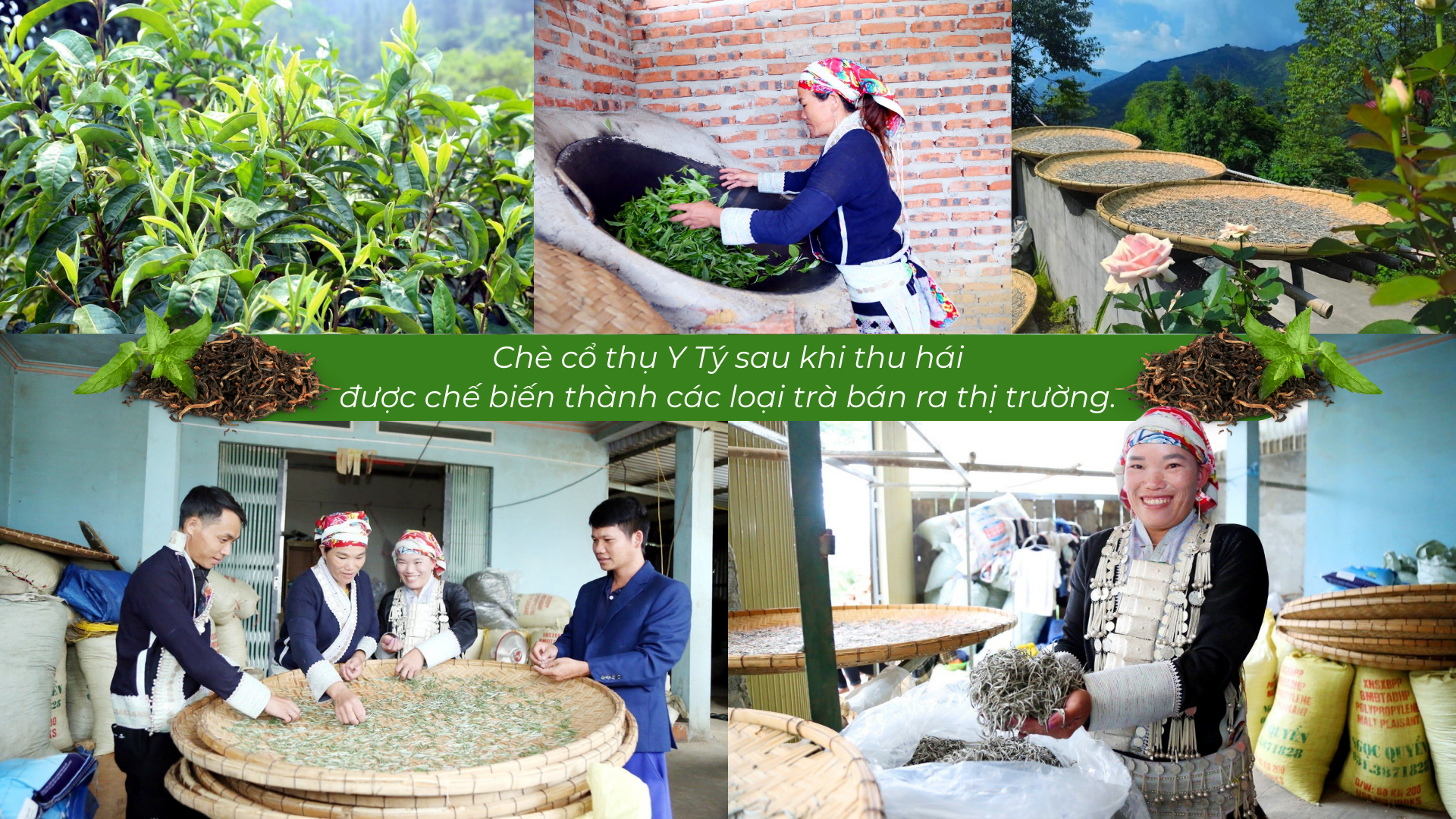 Lào Cai có một 'kho vàng xanh', mùi thơm như mật ong, hễ bán là hết sạch, giá 1,5 triệu đồng/kg - Ảnh 8. Lào Cai có một 'kho vàng xanh', mùi thơm như mật ong, hễ bán là hết sạch, giá 1,5 triệu đồng/kg - Ảnh 8.