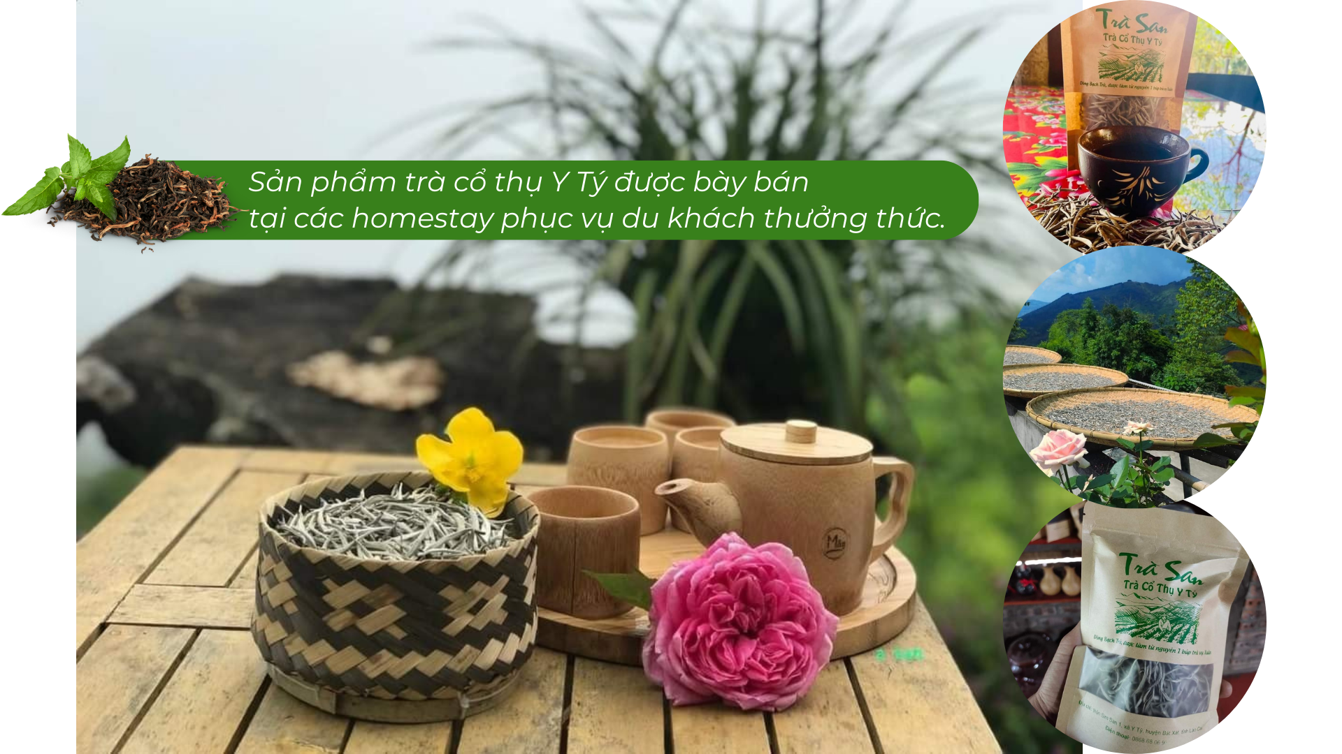 Lào Cai có một 'kho vàng xanh', mùi thơm như mật ong, hễ bán là hết sạch, giá 1,5 triệu đồng/kg - Ảnh 9. Lào Cai có một 'kho vàng xanh', mùi thơm như mật ong, hễ bán là hết sạch, giá 1,5 triệu đồng/kg - Ảnh 9.