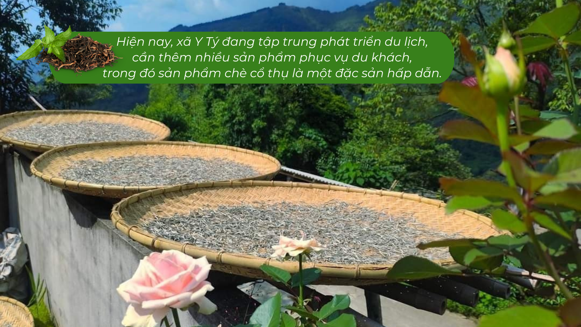 Lào Cai có một 'kho vàng xanh', mùi thơm như mật ong, hễ bán là hết sạch, giá 1,5 triệu đồng/kg - Ảnh 10. Lào Cai có một 'kho vàng xanh', mùi thơm như mật ong, hễ bán là hết sạch, giá 1,5 triệu đồng/kg - Ảnh 10.