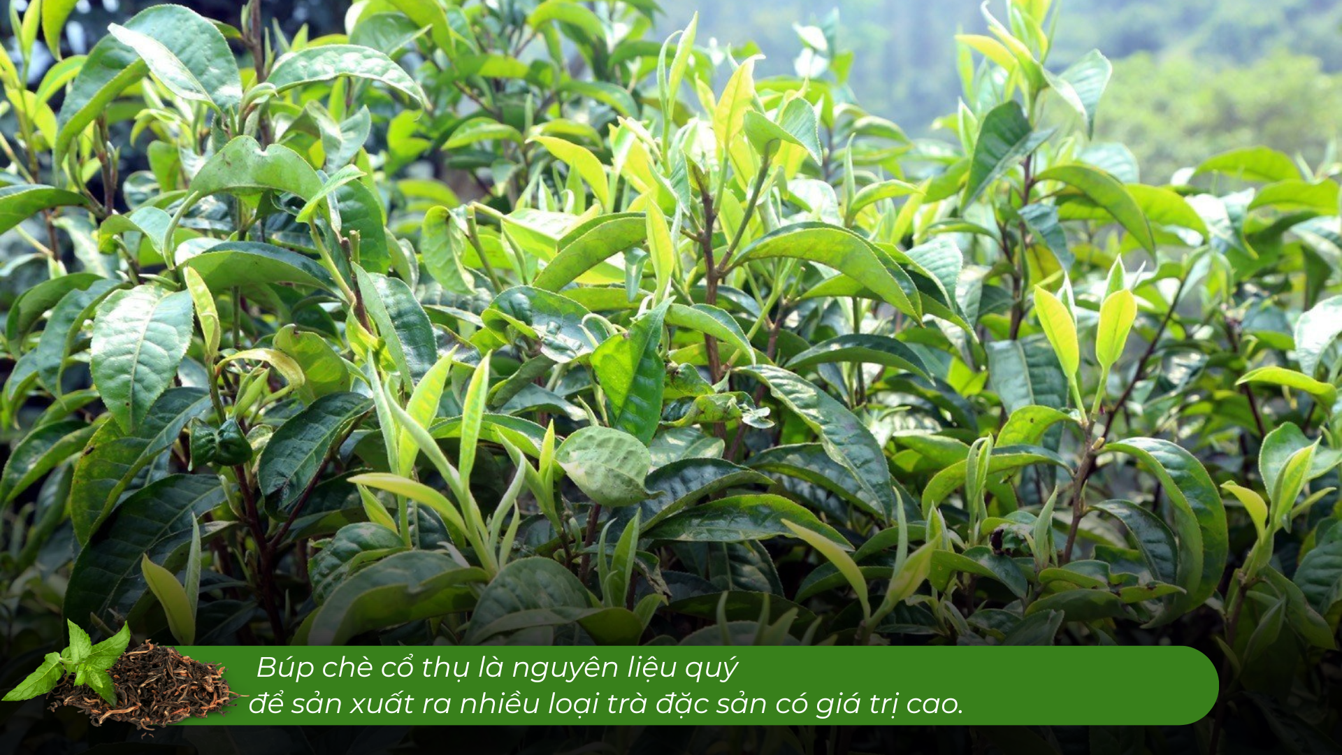 Lào Cai có một 'kho vàng xanh', mùi thơm như mật ong, hễ bán là hết sạch, giá 1,5 triệu đồng/kg - Ảnh 5. Lào Cai có một 'kho vàng xanh', mùi thơm như mật ong, hễ bán là hết sạch, giá 1,5 triệu đồng/kg - Ảnh 5.