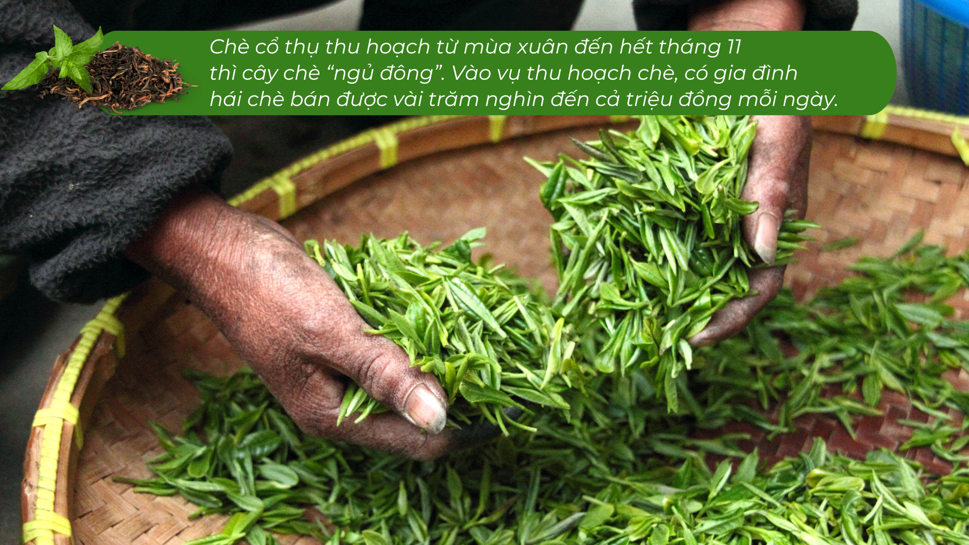 Lào Cai có một 'kho vàng xanh', mùi thơm như mật ong, hễ bán là hết sạch, giá 1,5 triệu đồng/kg - Ảnh 6. Lào Cai có một 'kho vàng xanh', mùi thơm như mật ong, hễ bán là hết sạch, giá 1,5 triệu đồng/kg - Ảnh 6.