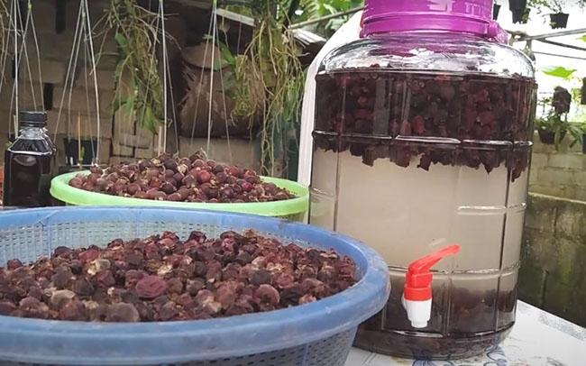 Quả dại trước không ai để ý, giờ dân buôn ngày bán cả tạ vẫn hết, giá 30.000 đồng/kg - Ảnh 7. Quả dại trước không ai để ý, giờ dân buôn ngày bán cả tạ vẫn hết, giá 30.000 đồng/kg - Ảnh 7.