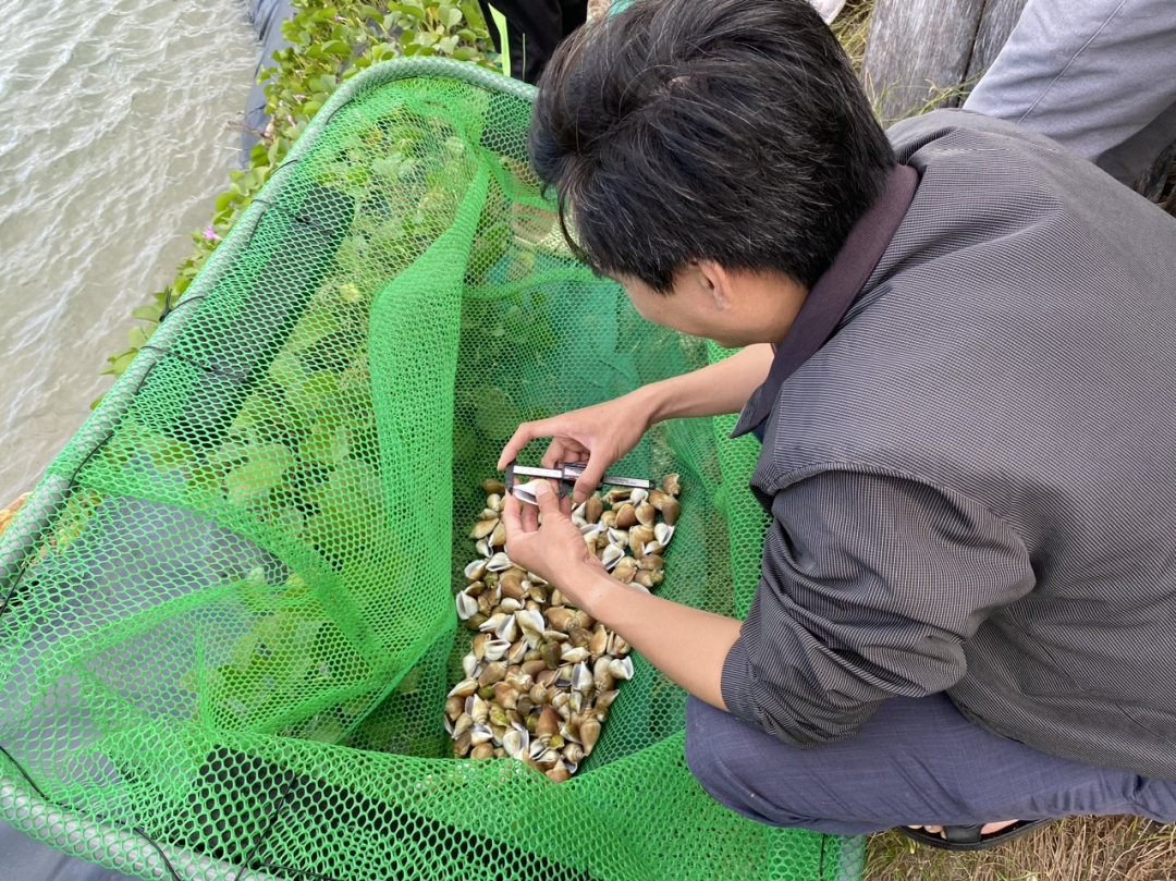 Ở một nơi của Khánh Hòa đang nuôi thành công ốc nhảy trong ao đất, nhiều người đến xem - Ảnh 2.