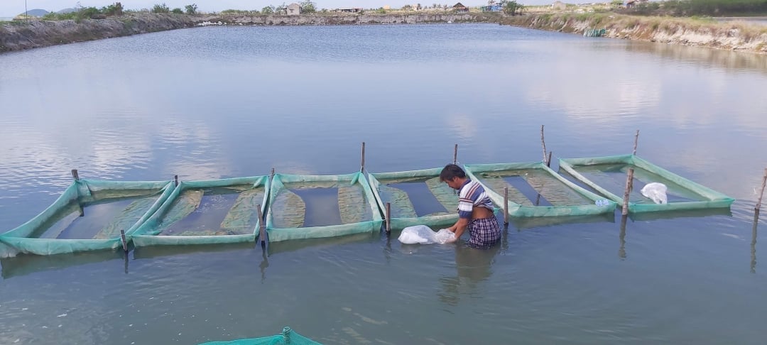 Ở một nơi của Khánh Hòa đang nuôi thành công ốc nhảy trong ao đất, nhiều người đến xem - Ảnh 1.