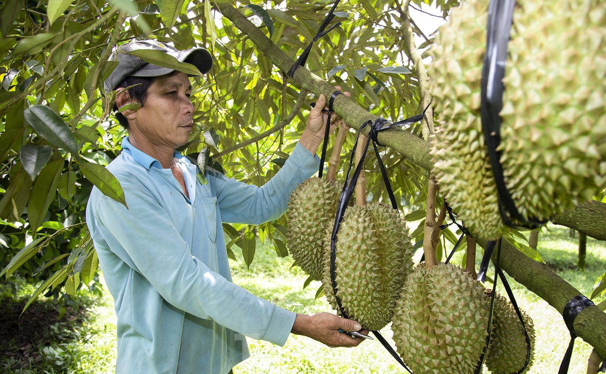 'Hái ra tiền' nhờ giá sầu riêng phi mã, nông dân Khánh Sơn thu về 700 triệu đến 1 tỷ đồng/ha - Ảnh 6.